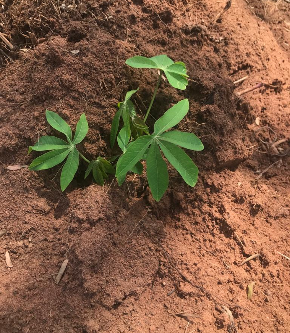 Fresh Cassava