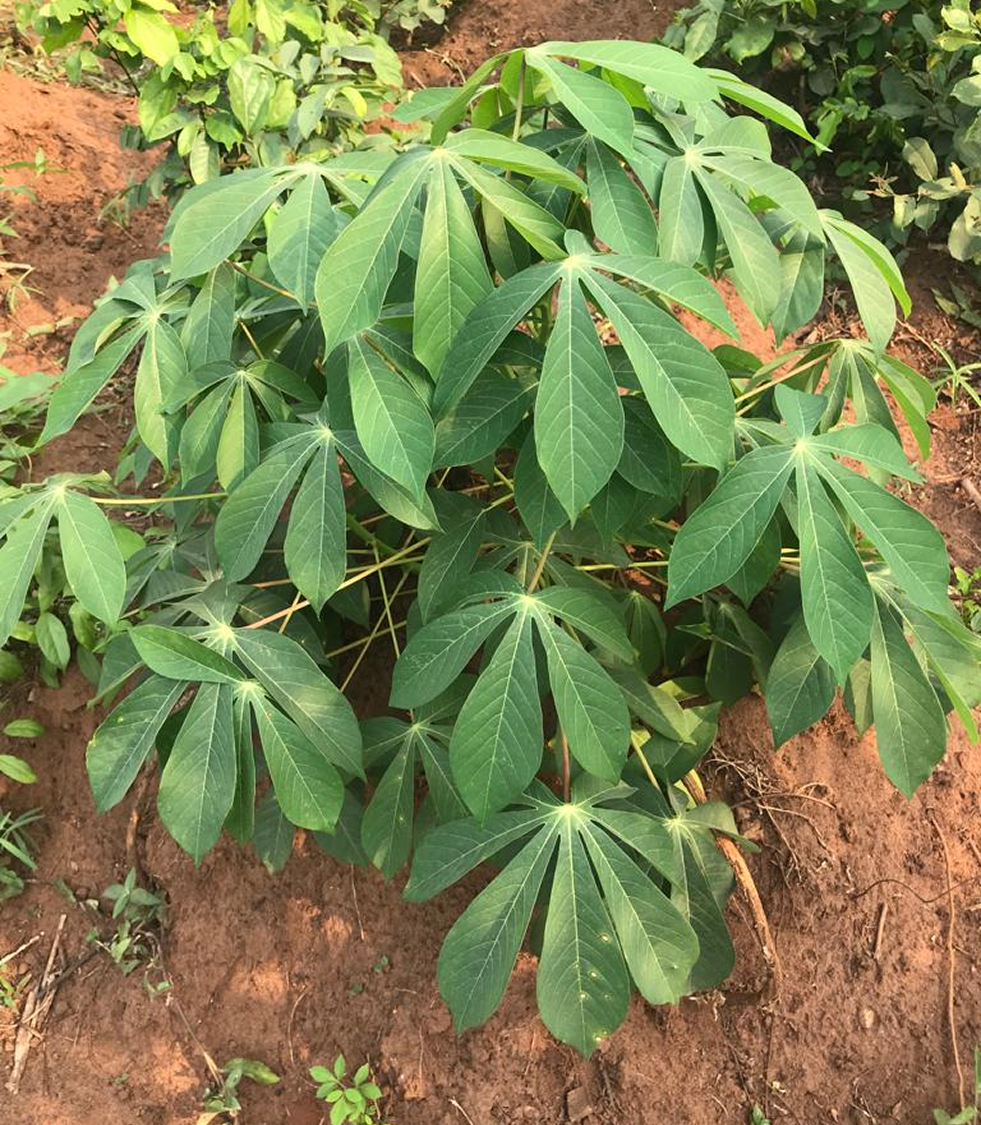 Fresh Cassava