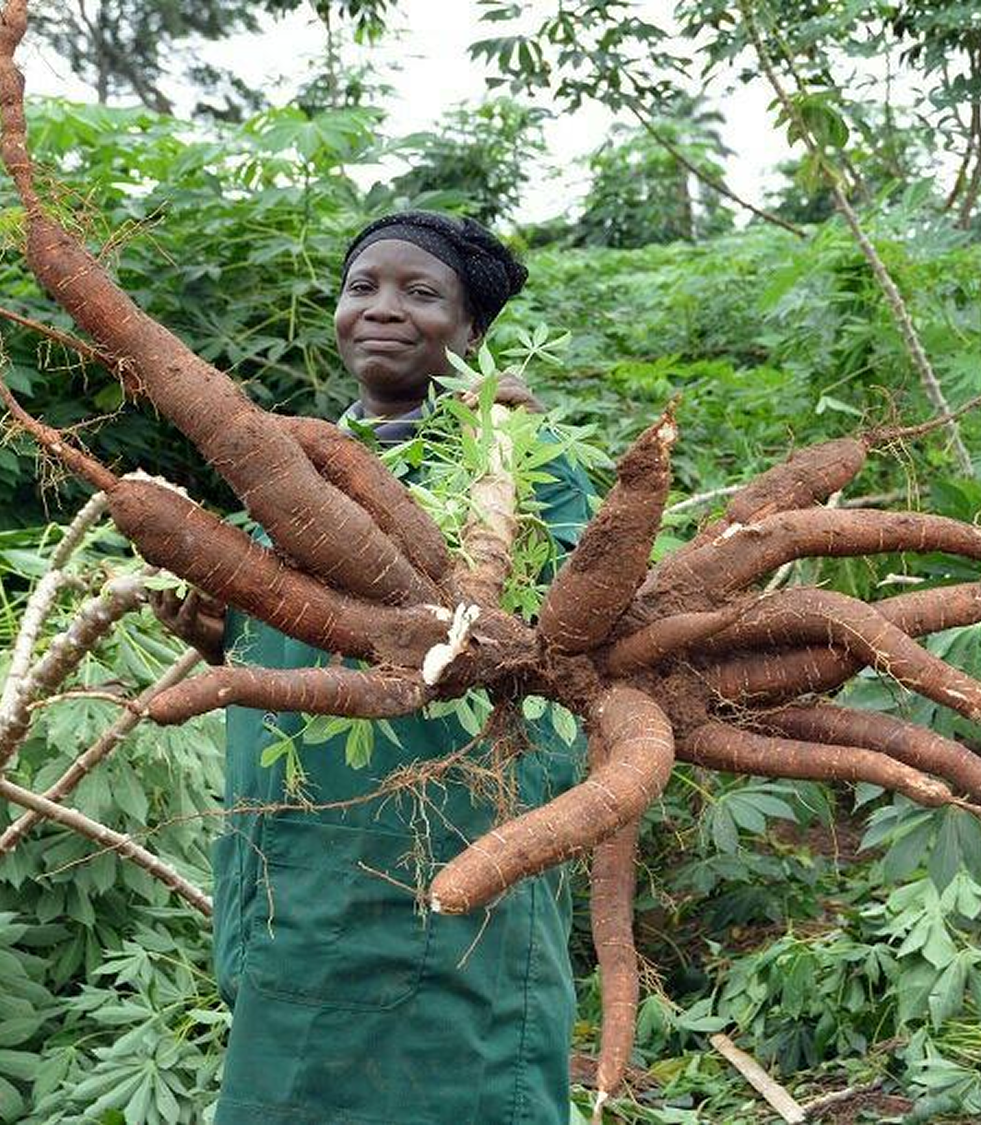 Fresh Cassava