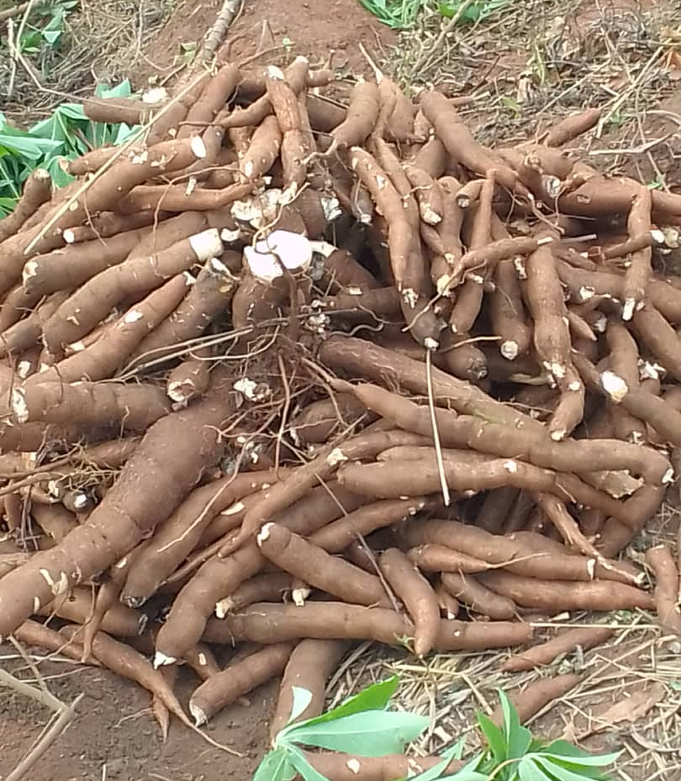 Fresh Cassava