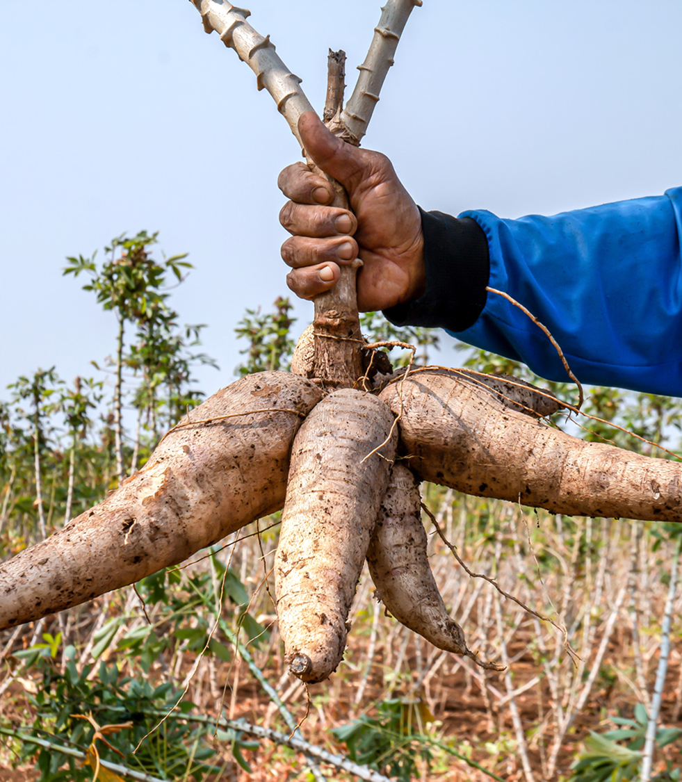 Fresh Cassava