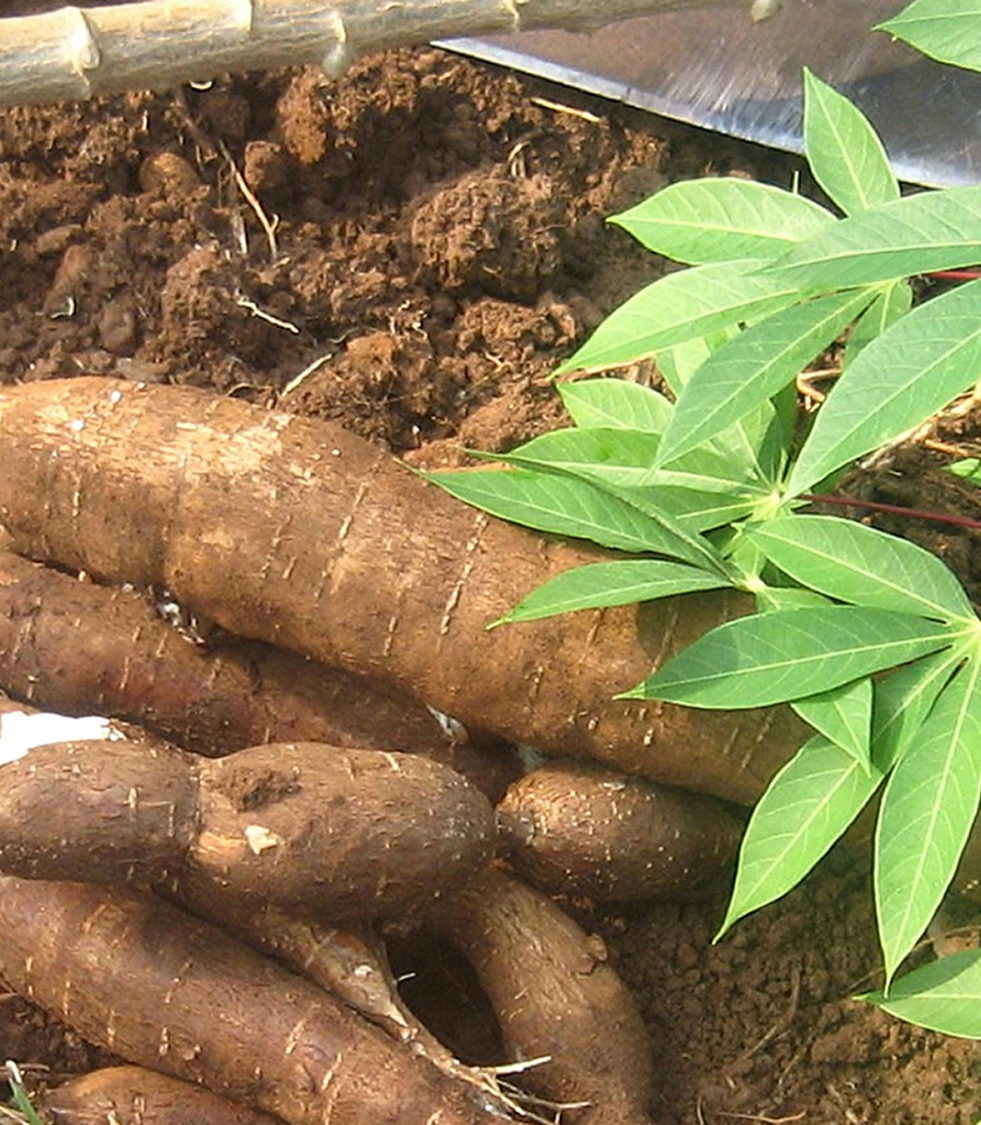 Fresh Cassava