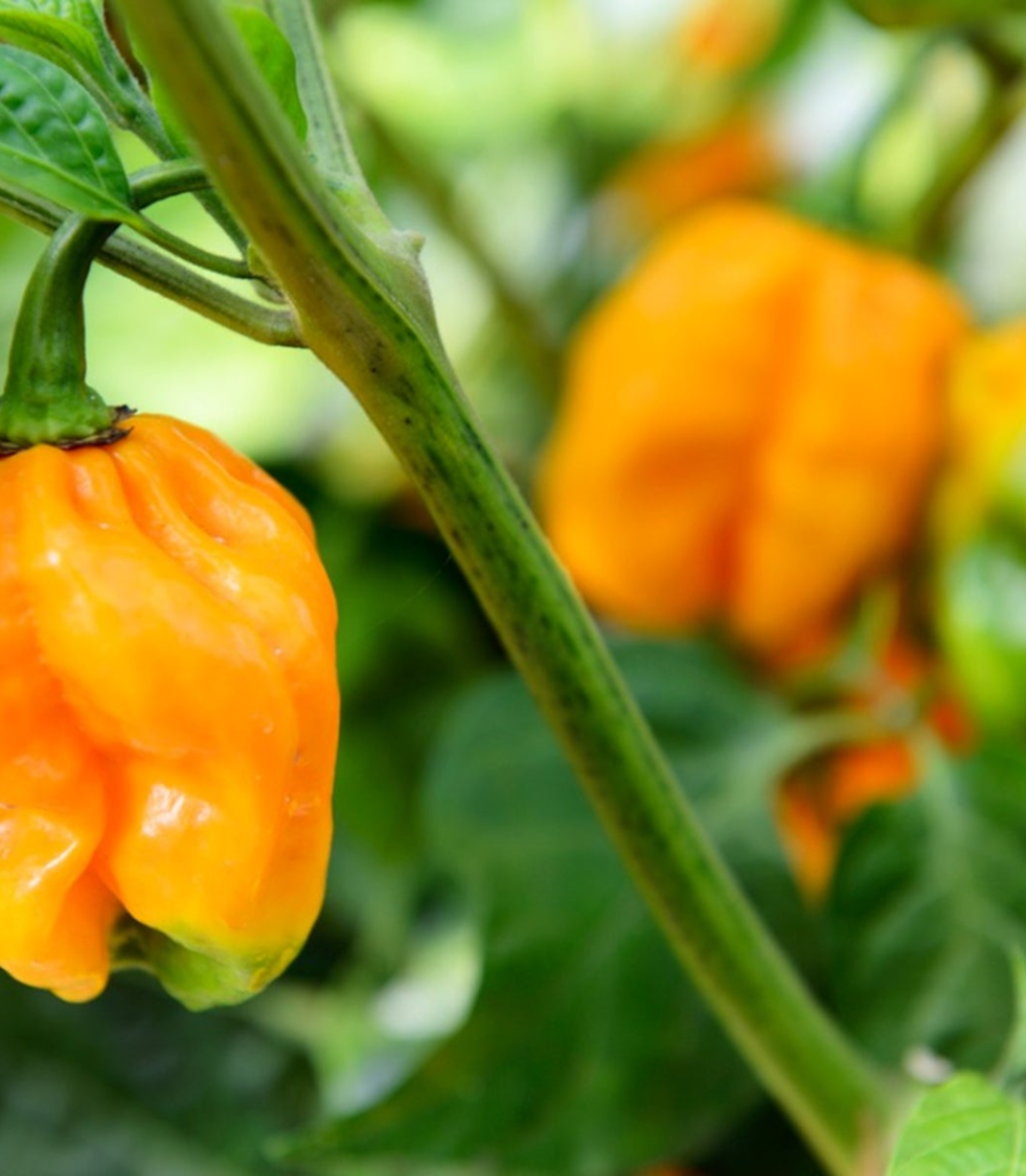 Fresh Habanero Pepper