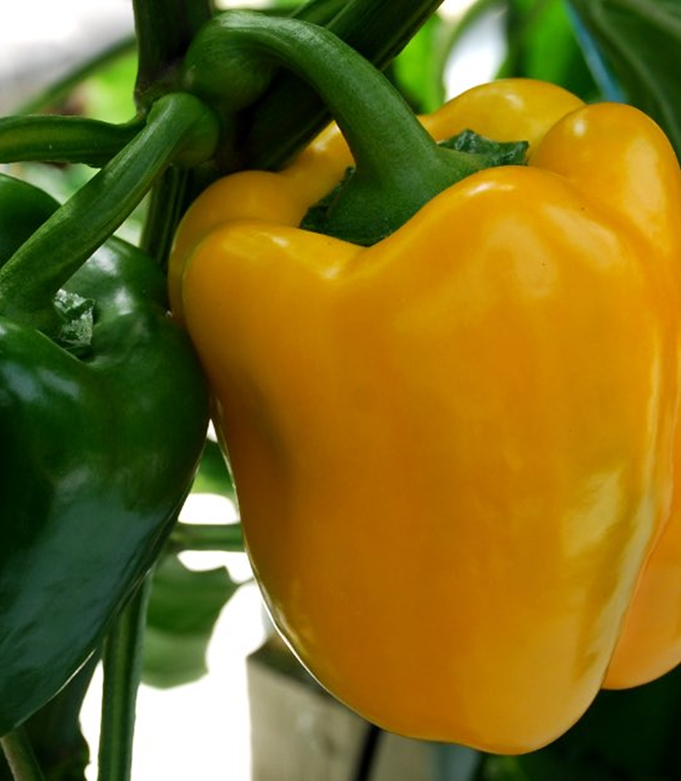 Fresh Bell Pepper