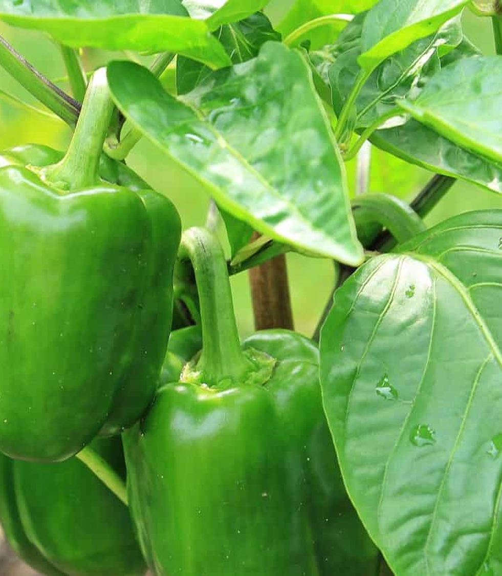 Fresh Bell Pepper