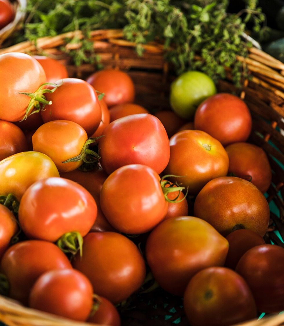 Fresh Tomatoes