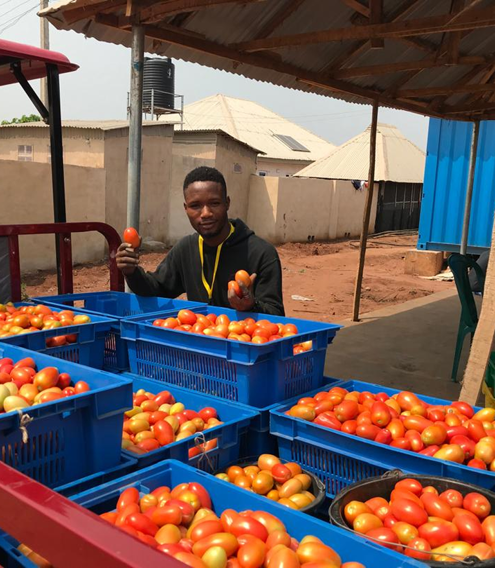 Fresh Tomatoes