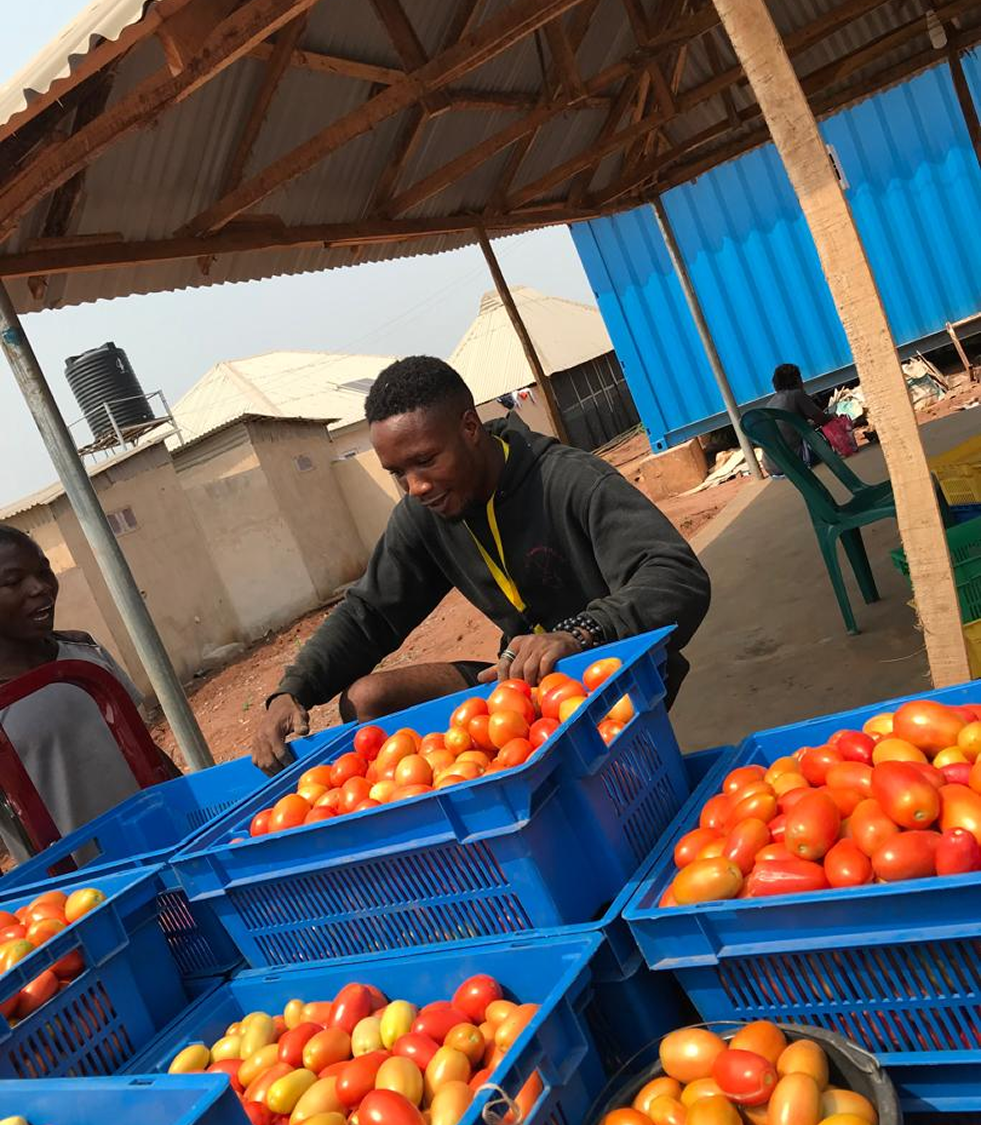 Fresh Tomatoes